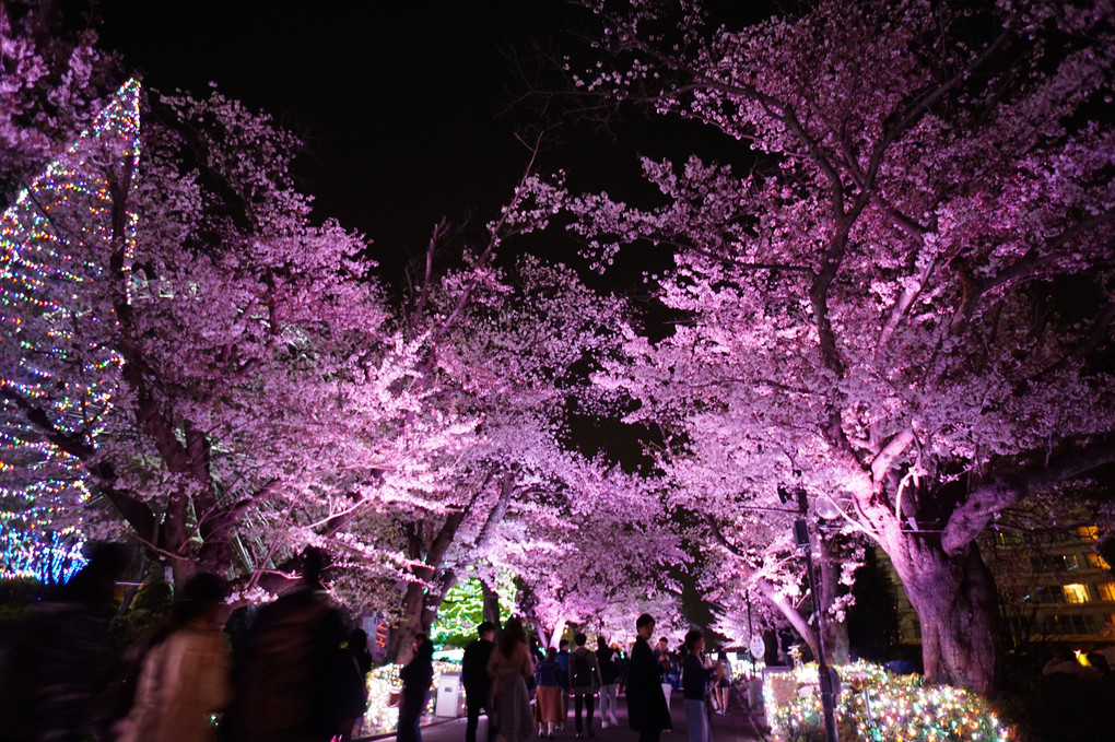 夜桜