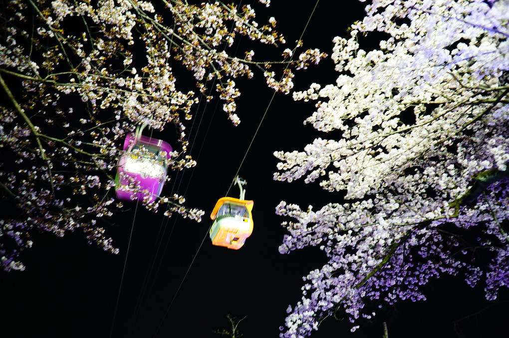 夜桜空中散歩