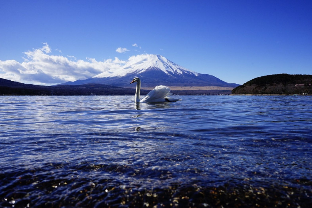 富士山&白鳥