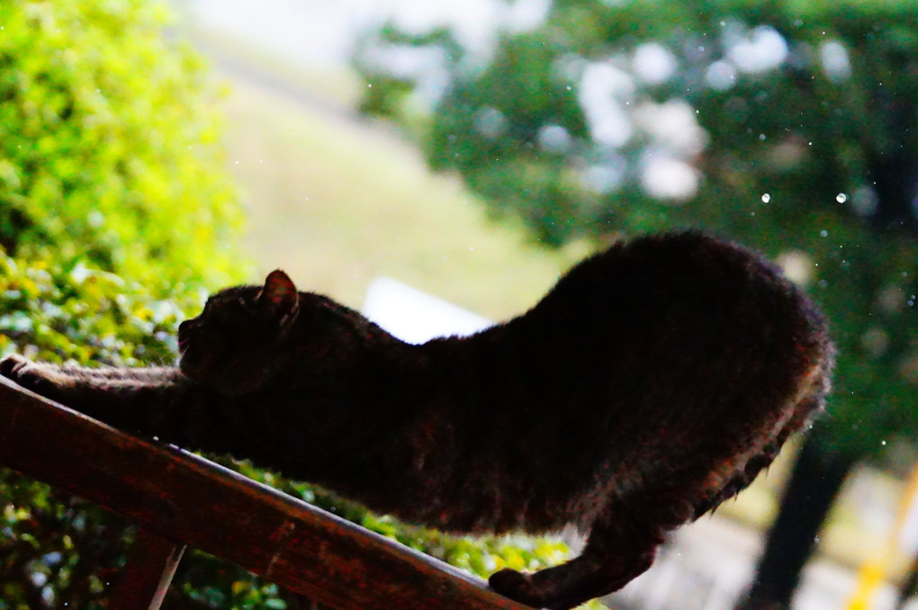 一緒に雨宿り