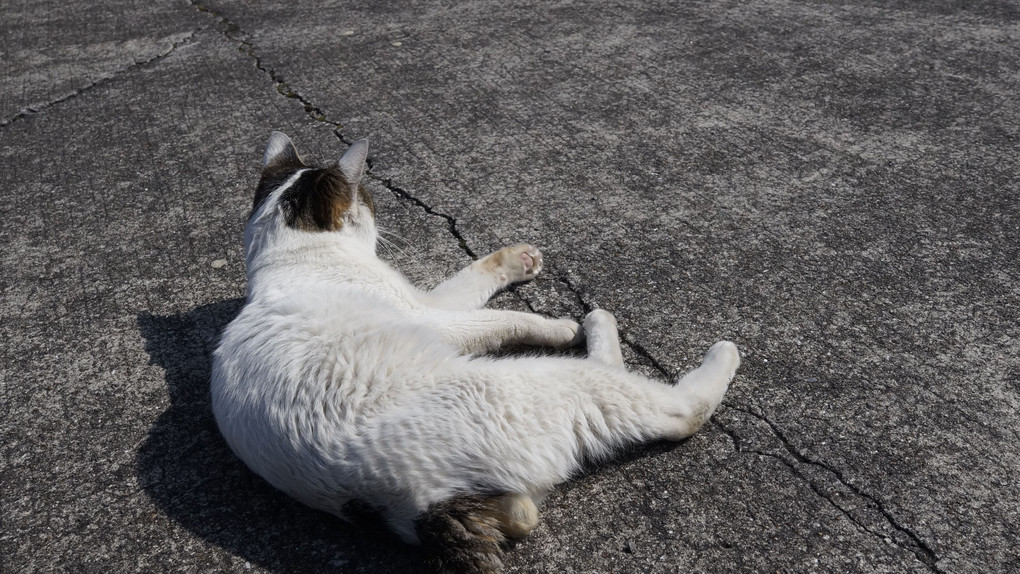 漁港のねこ