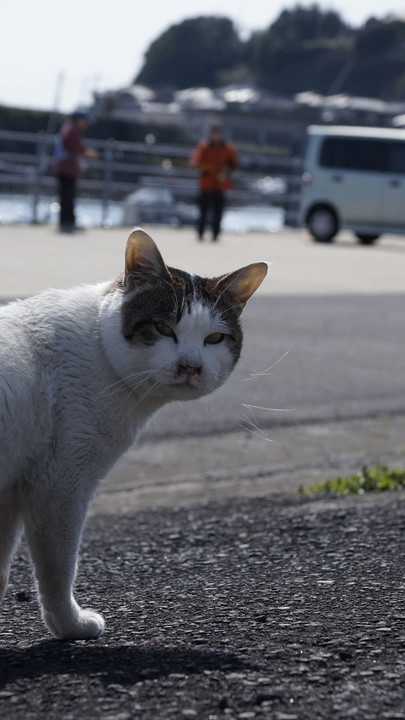 漁港のねこ