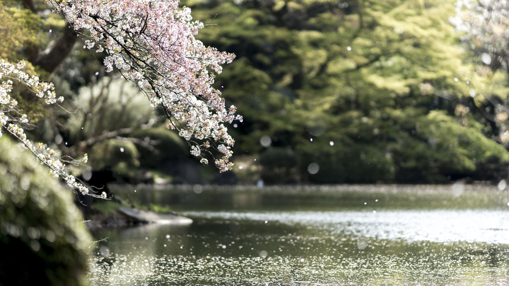 散り始めの桜-新宿御苑-