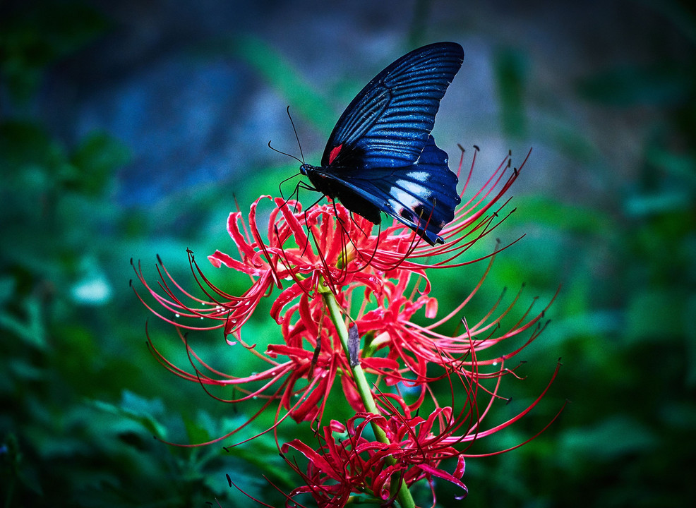 黒蝶と彼岸花