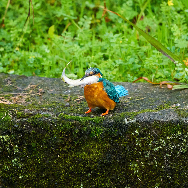 カワセミの狩り