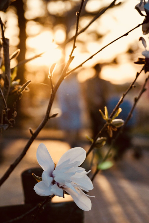 春の夕日