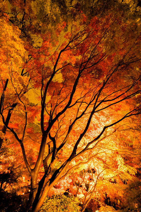 秋夜の嬌艶