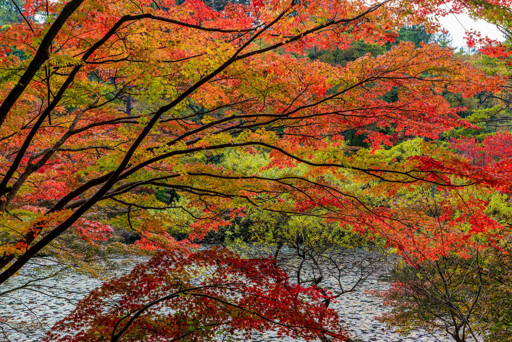 長谷池の紅葉