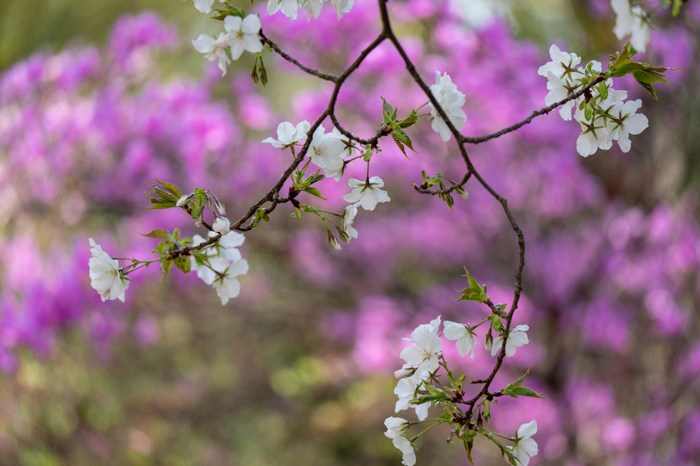 桜と「コバノミツバツツジ」