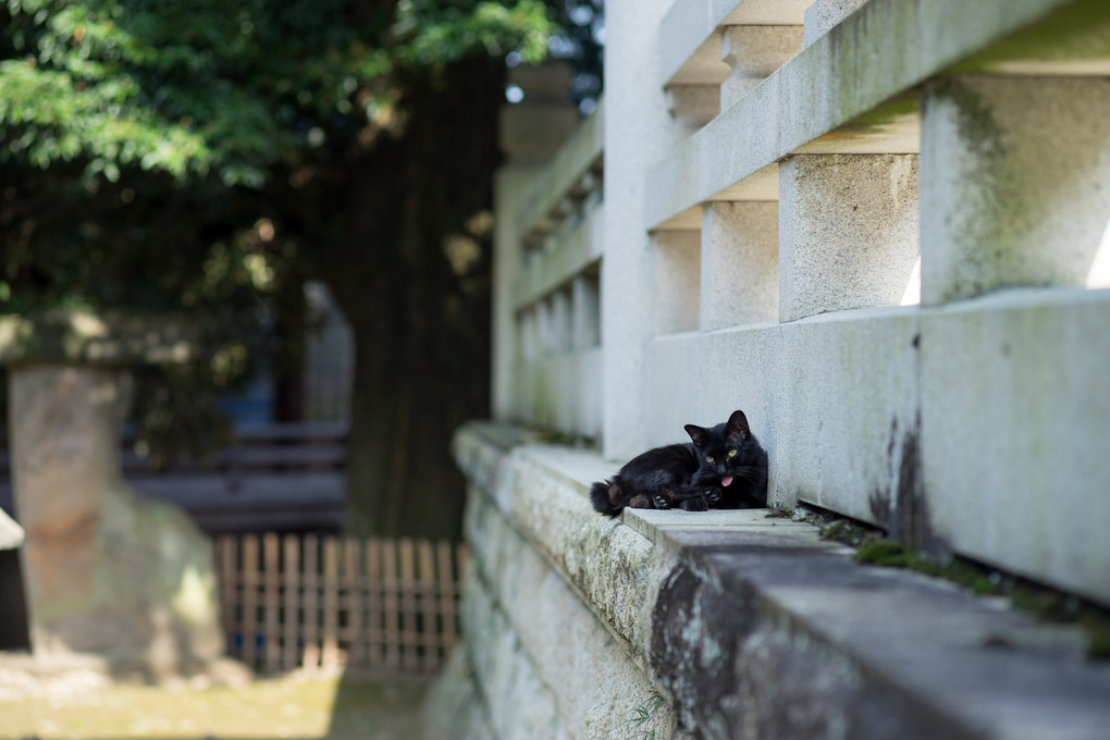 神社の黒猫