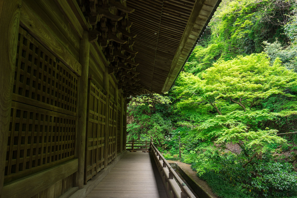 新緑の鎌倉妙本寺