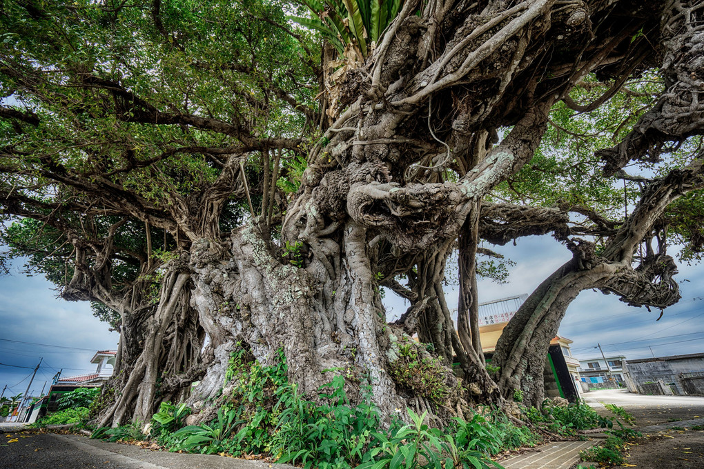 伊良部島にあるガジュマルの木