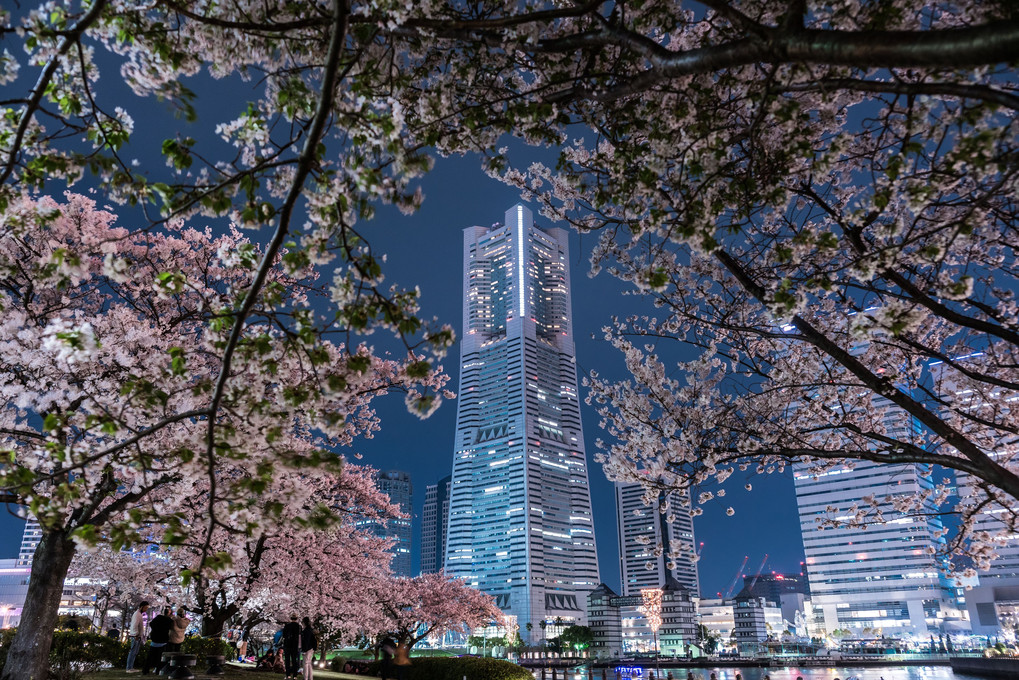 桜、ランドマークタワー