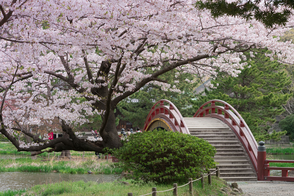 金沢文庫・称名寺の桜