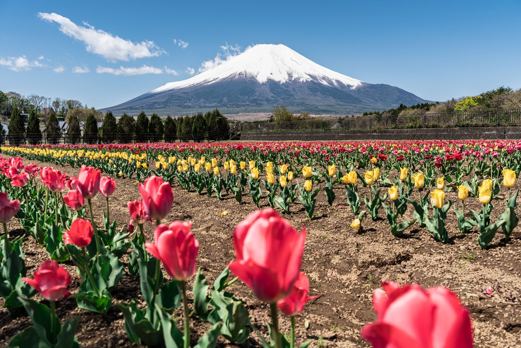 花の都公園から、富士山構図を探る