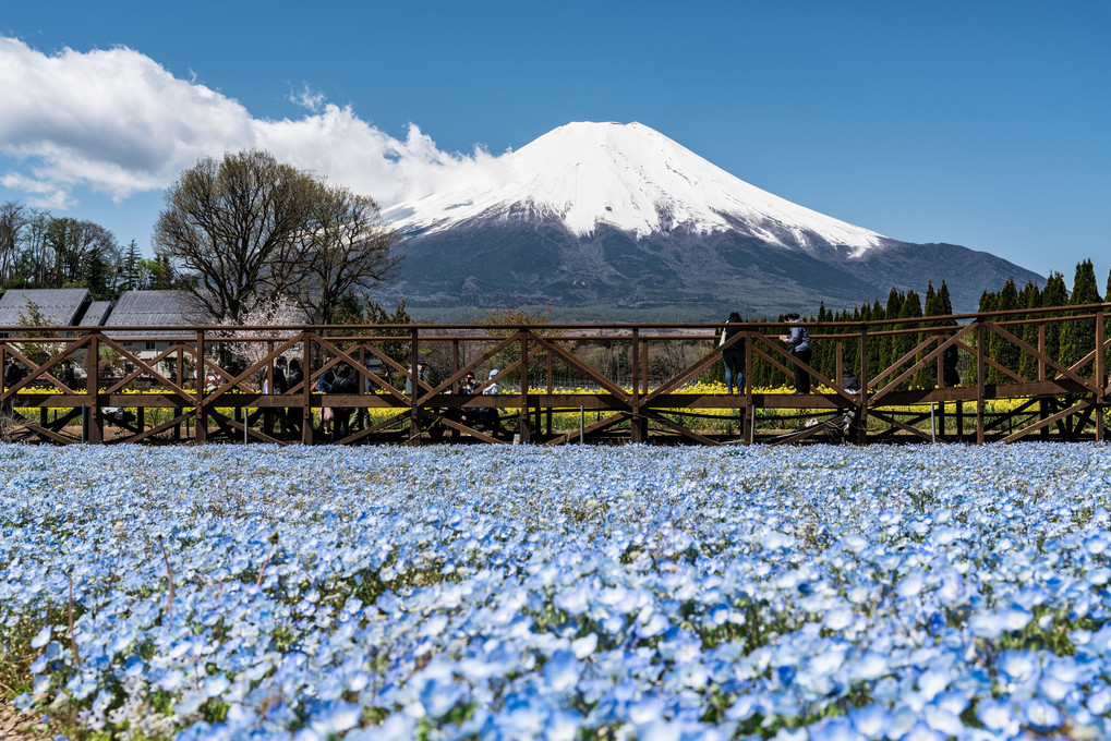 花の都公園から、富士山構図を探る