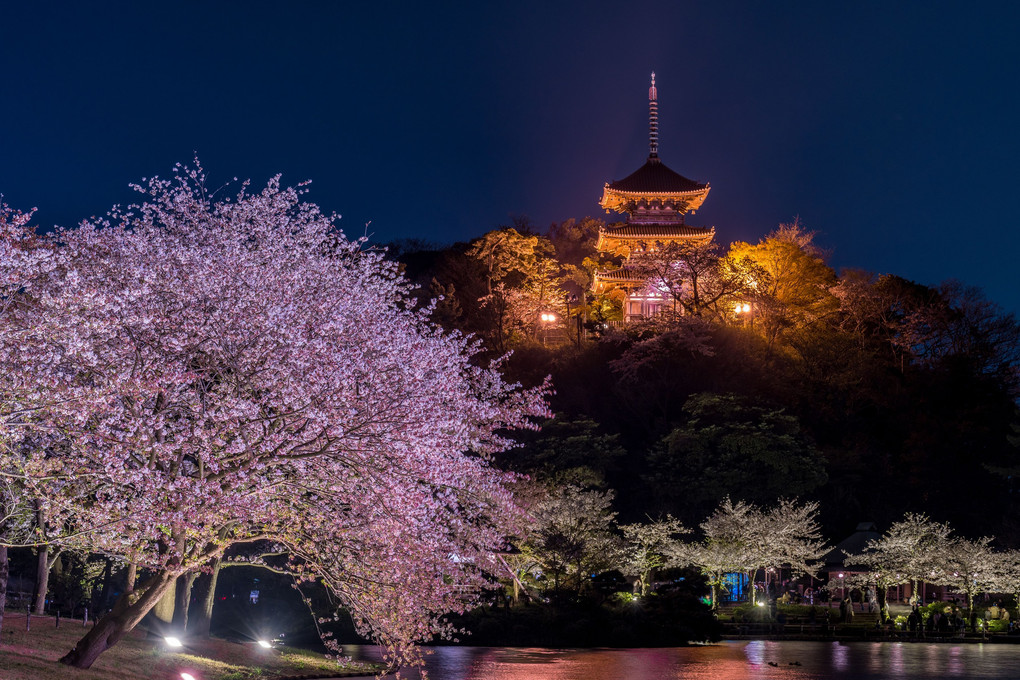 三渓園　桜ライトアップ2023