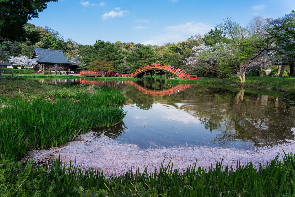 岸に寄せる桜の花びら（ 阿字ヶ池）