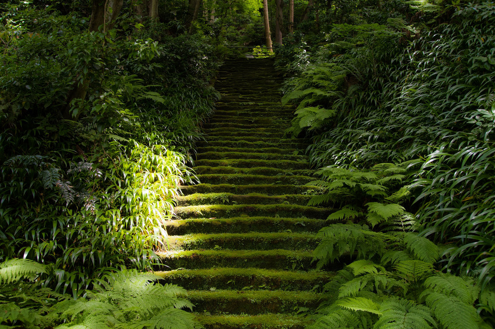 妙法寺の苔階段