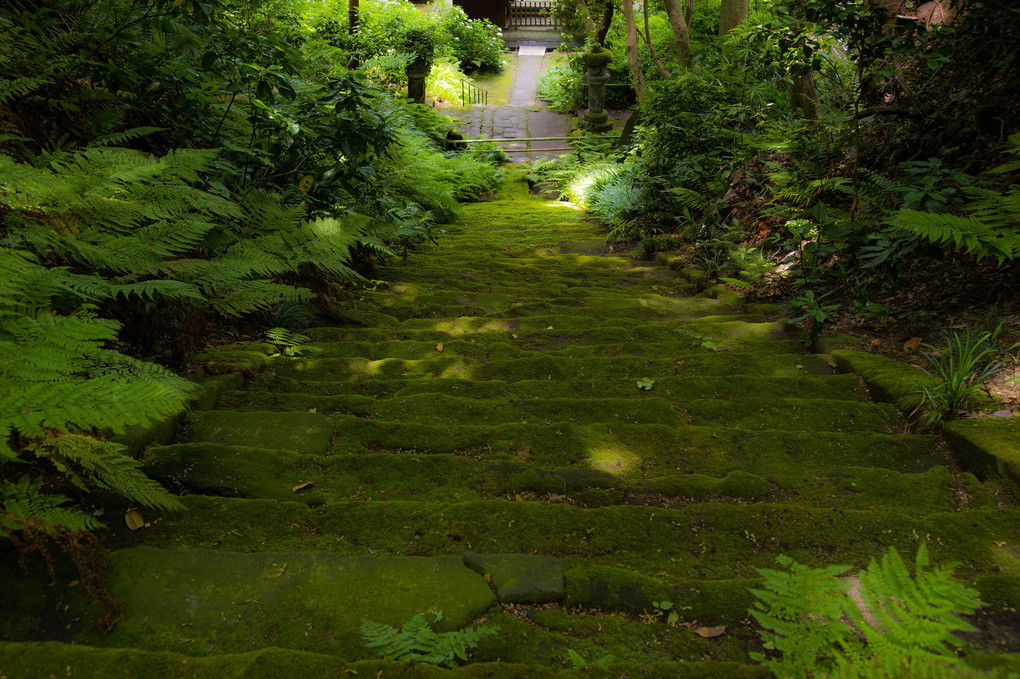 妙法寺の苔階段