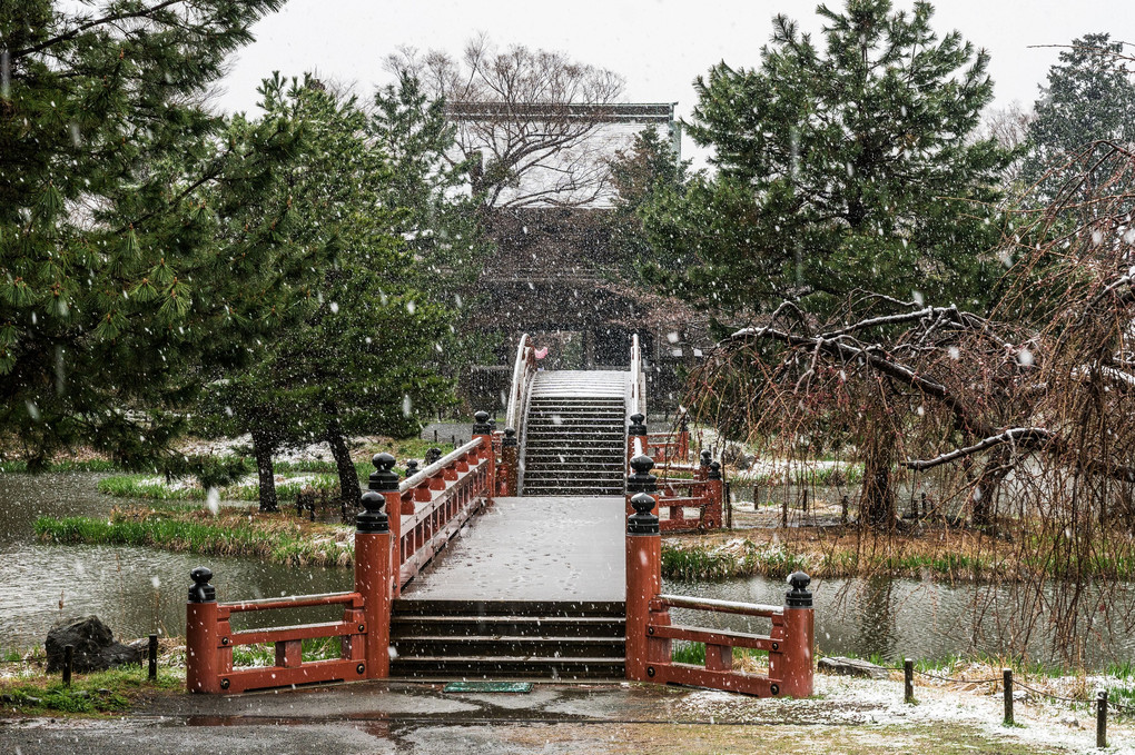 春の雪降る称名寺