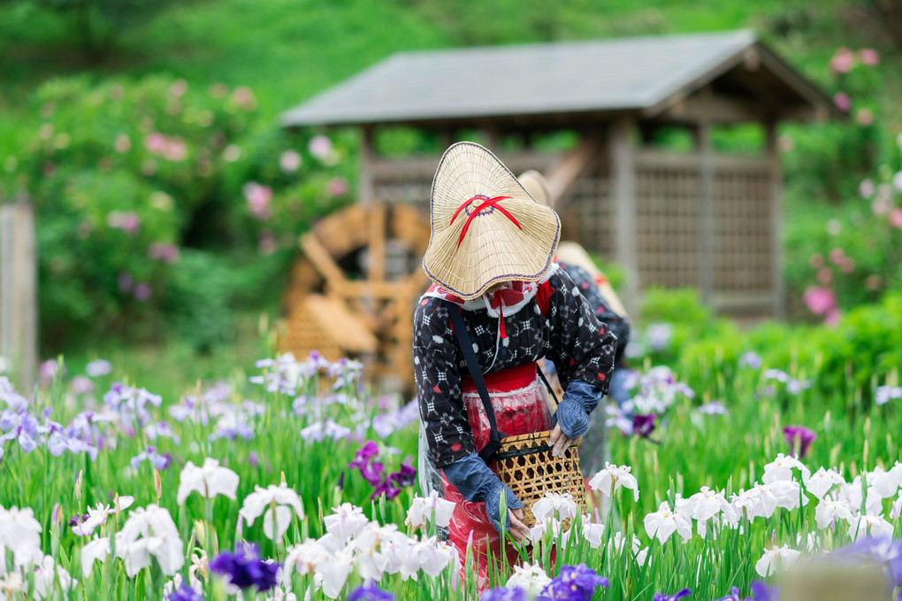 遅咲きの菖蒲　花摘み娘