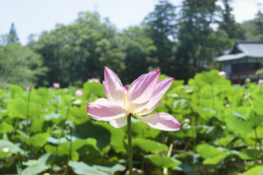 宇佐神宮の池