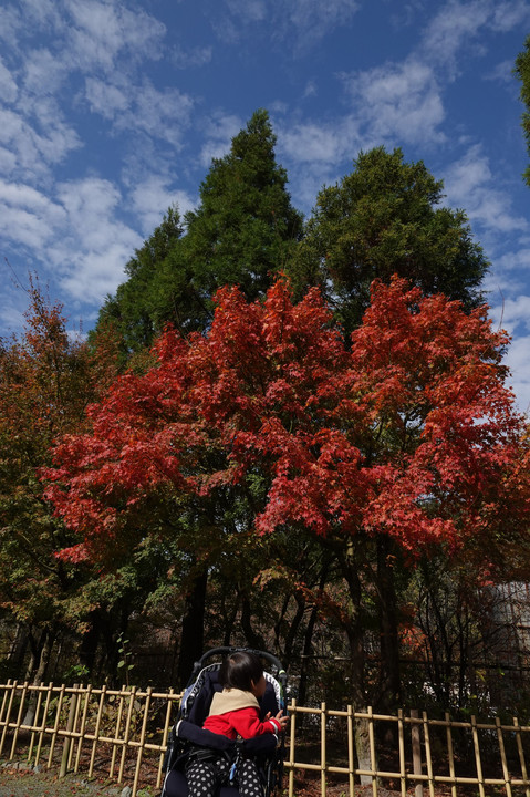 呑山観音寺紅葉　2019➀