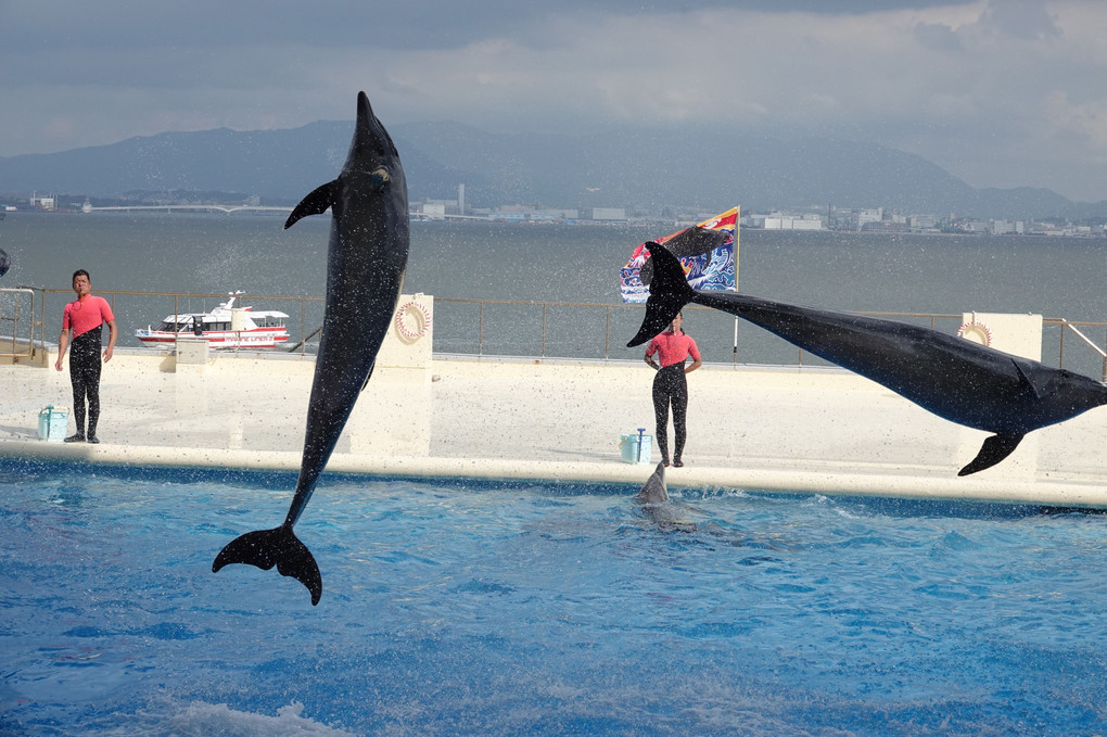 2019　マリンワールド　夜の水族館④