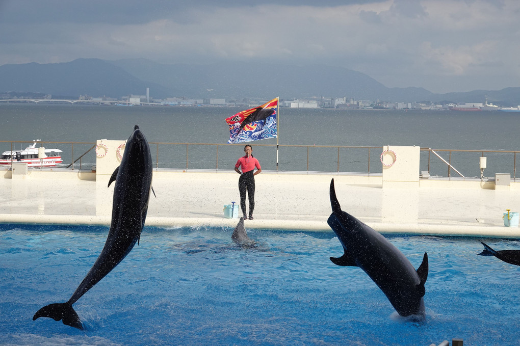 2019　マリンワールド　夜の水族館④