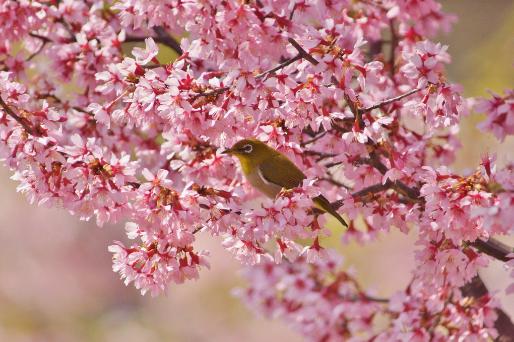 桜喜春鳥