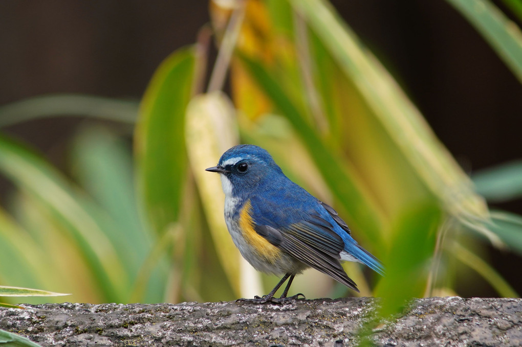 幸せの青い鳥