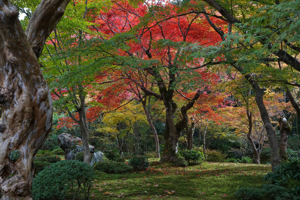 京都圓光寺の庭