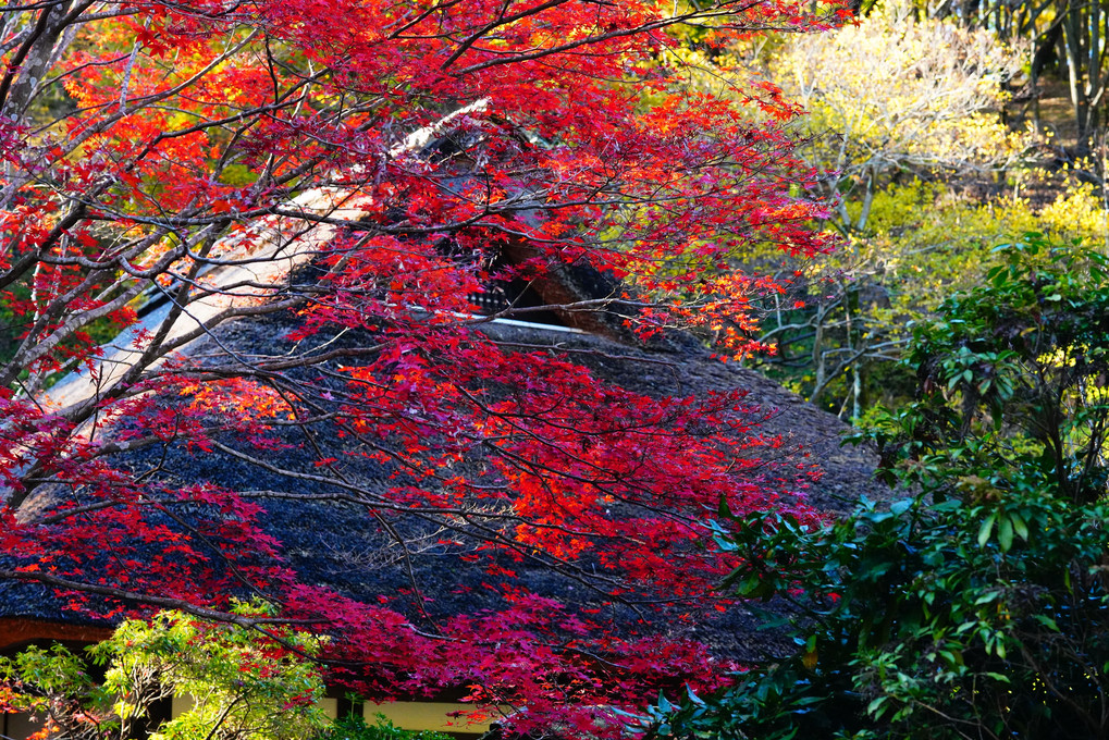 秋色の　古民家映える　紅葉かな 🍁