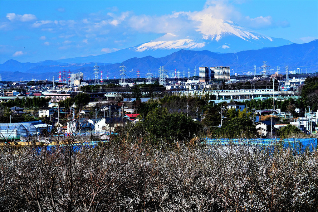 今朝の富士山　梅林を添えて！