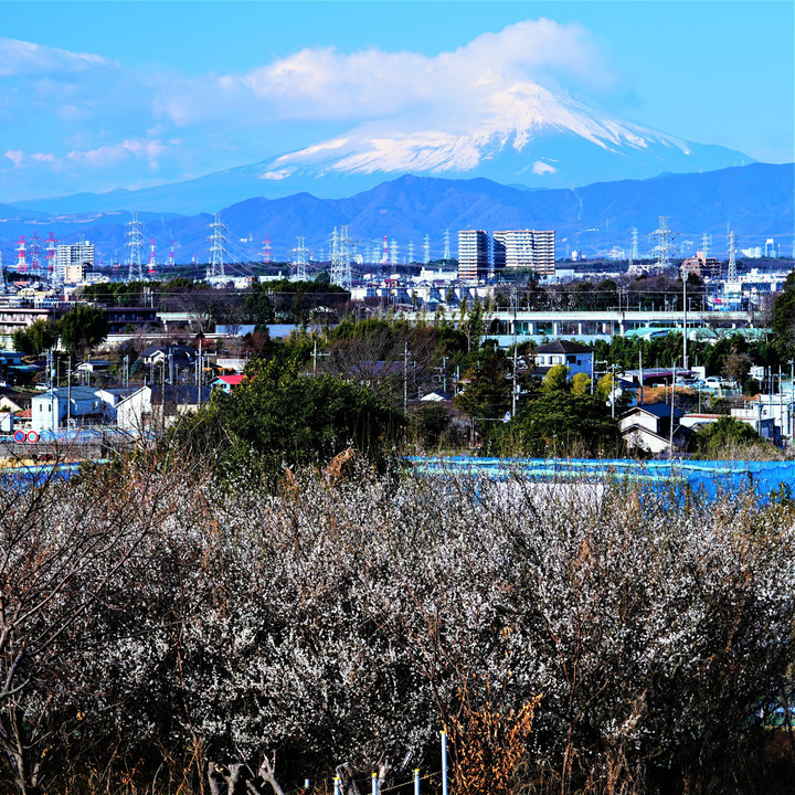 今朝の富士山　梅林を添えて！