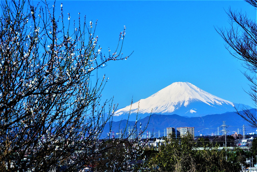 梅林越しの富士山！