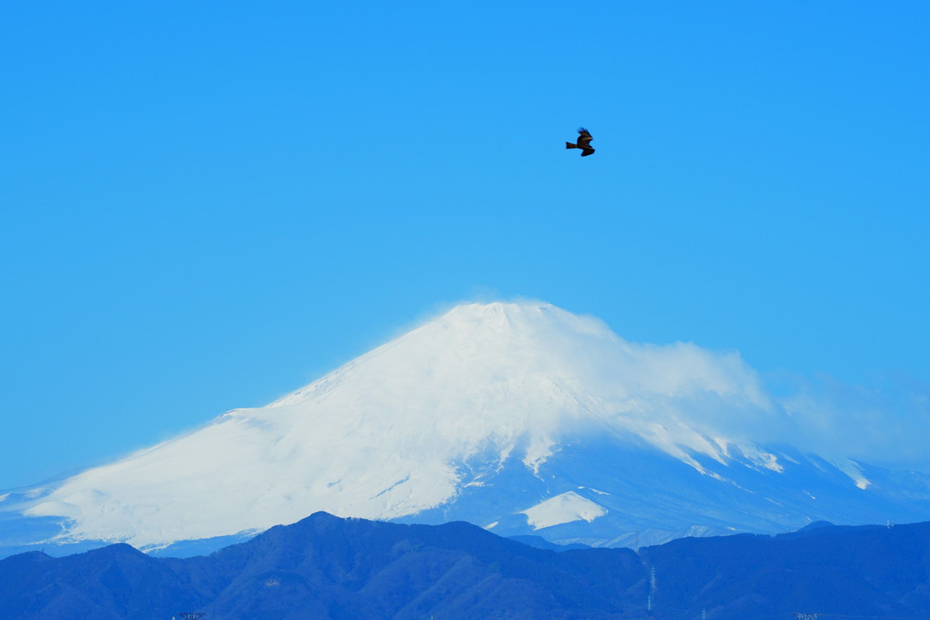 富士山に鳶が舞う 🗻