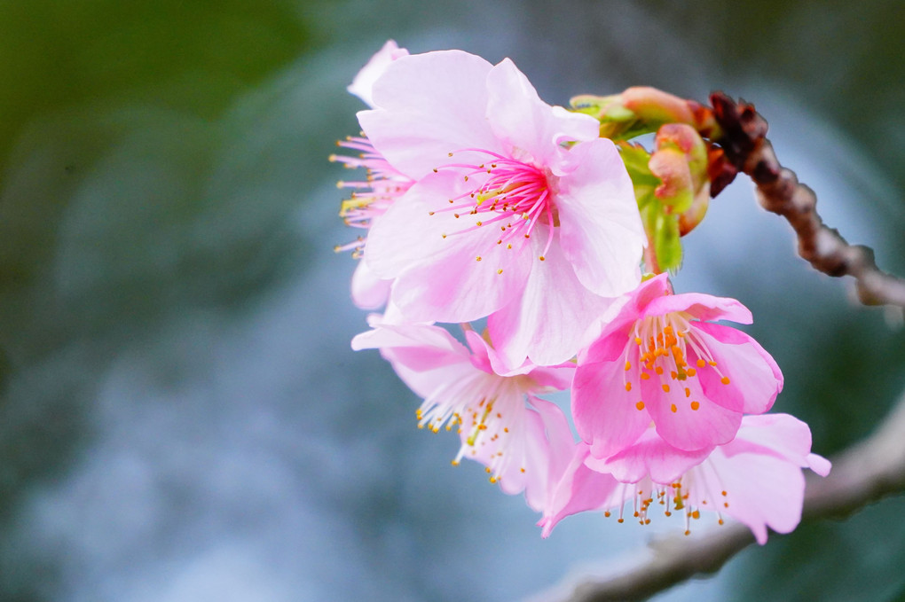 春来たり　神社の庭に　桜咲く 🌸