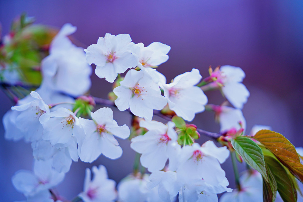 今春で　見納めとなる　山桜 🌸