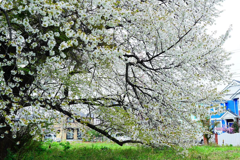 今春で　見納めとなる　山桜 🌸