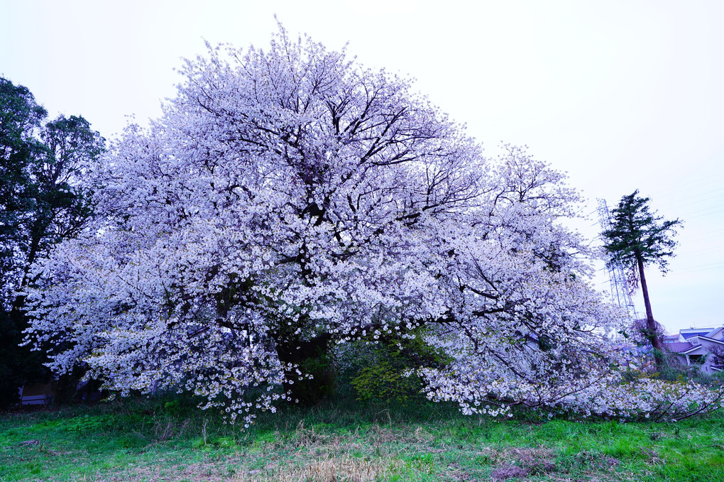 今春で　見納めとなる　山桜 🌸