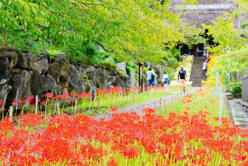 西方寺　曼殊沙華　見頃です ♬