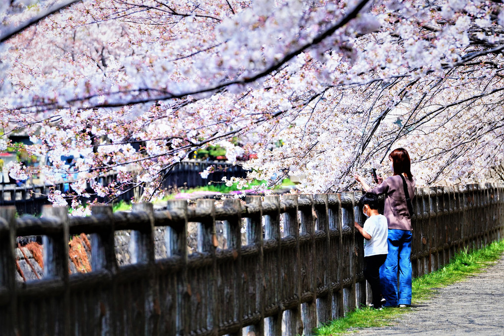 満開の桜を密ににならず楽しむ ♬