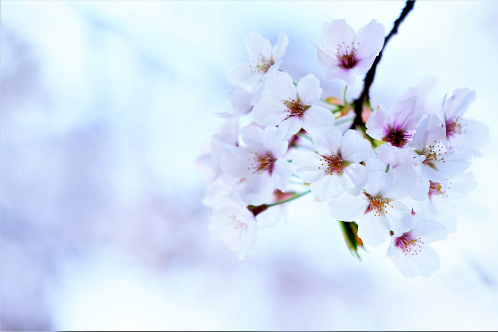 今日（３月２８日）の誕生花は「ソメイヨシノ」🌸