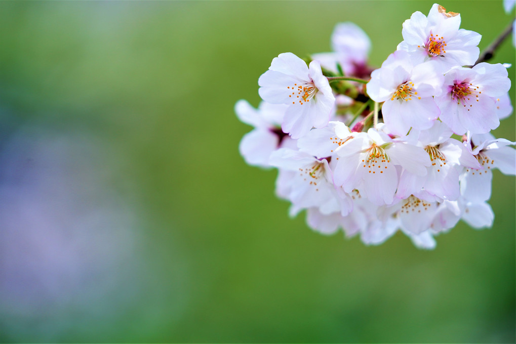 今日（３月２８日）の誕生花は「ソメイヨシノ」🌸