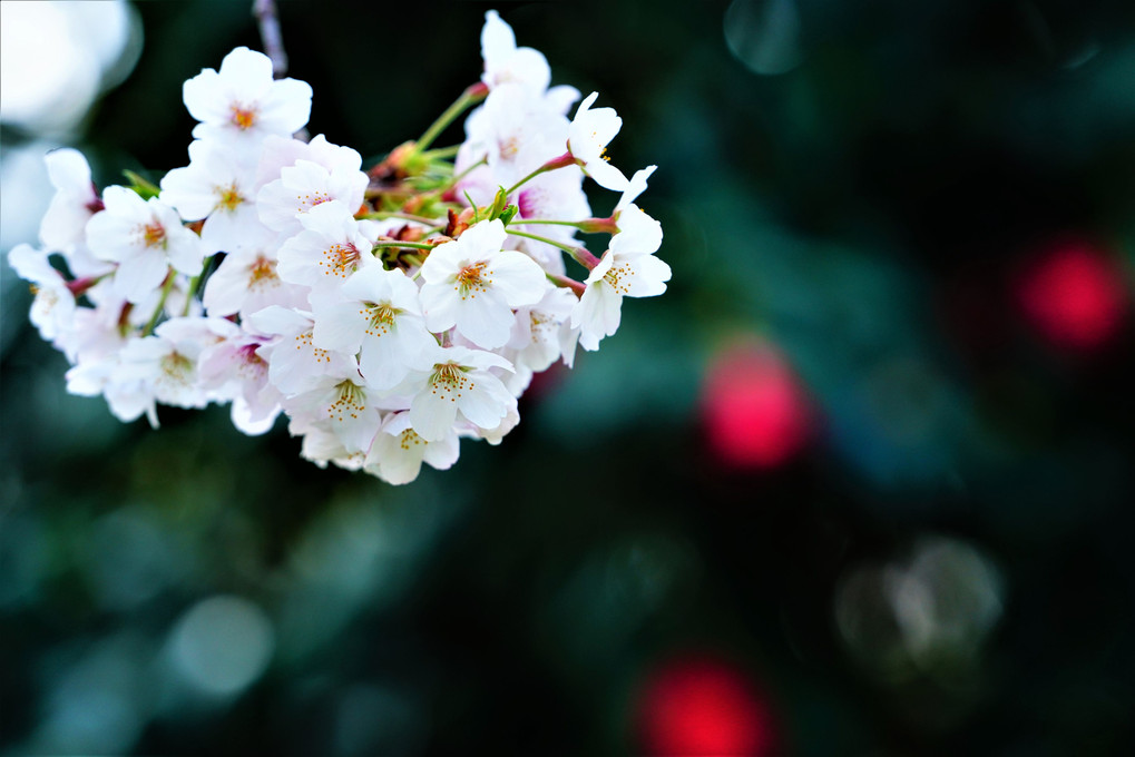満開の桜を愛でる ♬