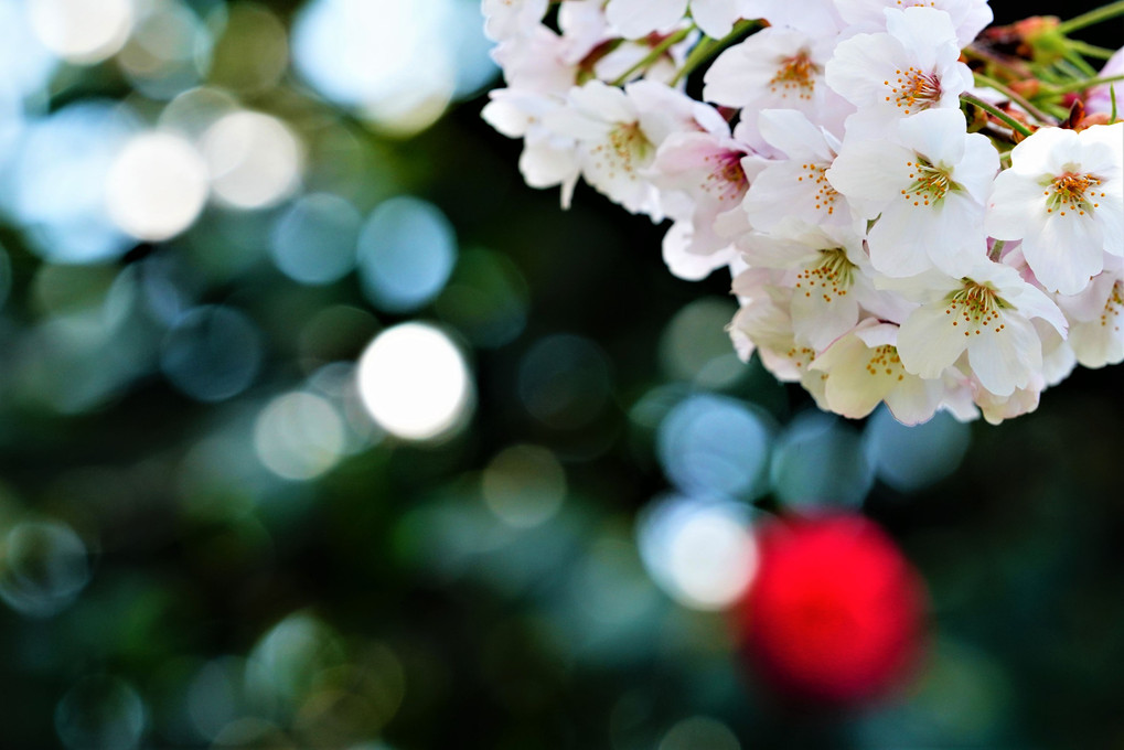満開の桜を愛でる ♬