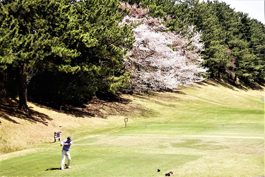 ゴルフ場の桜　満開 🌸