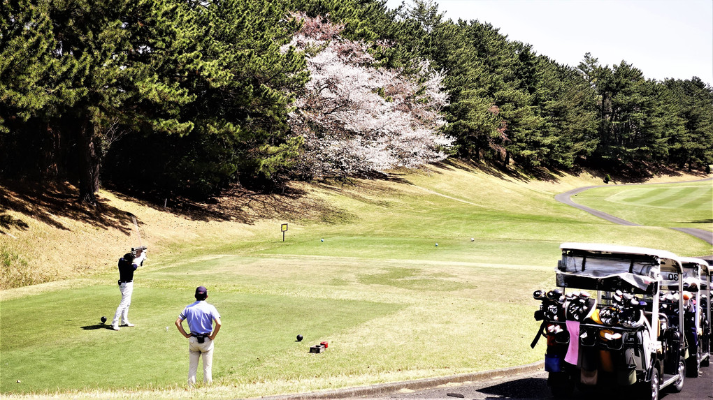 ゴルフ場の桜　満開 🌸